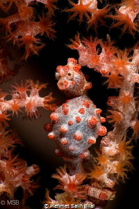 Pregnant Bargibandi. Lembeh. by Mehmet Salih Bilal 